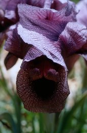 Al-Arz;-Altitude;-Bsharri;-Cedars-Forest;-Cedars-of-the-Lord;-Cedrar;-Dahr-al-Qadib;-Endemic-species;-Iris-cedreti;-IUCN-Red-List;-Kaleidos;-Kaleidos-images;-La-parole-à-limage;-Lebanon;-Natural-habitat;-Qadisha-valley;-Stories-Pictures;-Tarek-Charara